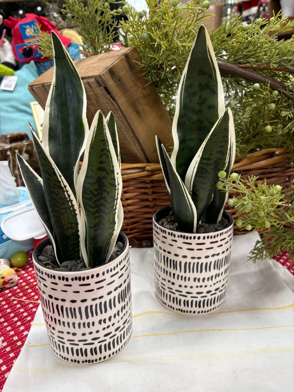 Variegated Snake Plant Pair in Patterned Ceramic Pots